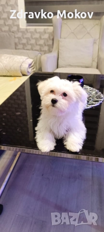 малтийска болонка