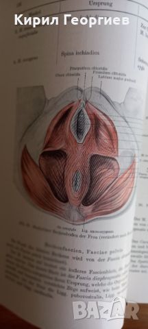 Grundlagen der Anatomie (Основи на анатомията ), снимка 4 - Учебници, учебни тетрадки - 45746261