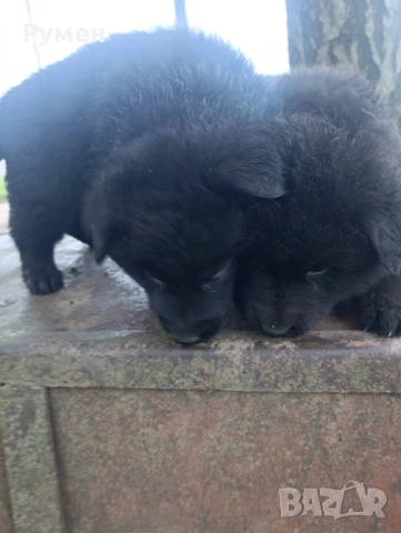 Немска овчарка (Канадски вълк), снимка 6 - Немска овчарка - 52648855