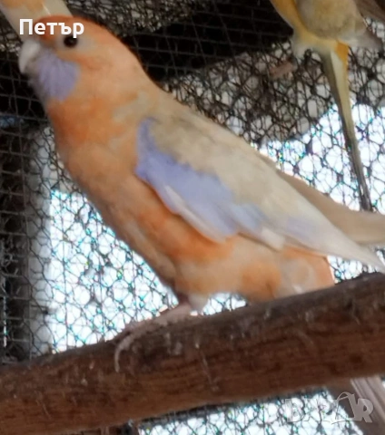 Женска пенантова розела