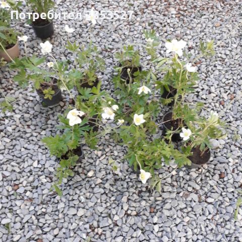 Анемоне бяло /3 бр., снимка 2 - Градински цветя и растения - 44986026