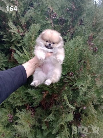 Женски Померани. Реални снимки!, снимка 5 - Померан - 52684790