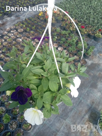Кошница петуния , снимка 2 - Градински цветя и растения - 54135329