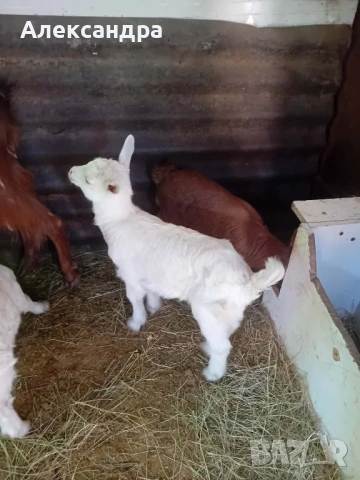 Продавам две кози с ярета, снимка 3 - Кози - 53658759