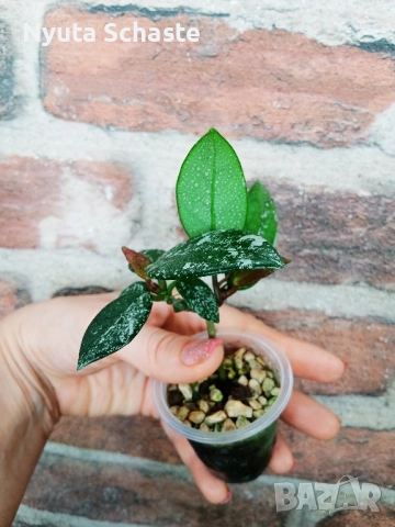 Хоя . Hoya carnosa 'Wilbur Graves', снимка 6 - Стайни растения - 51886410