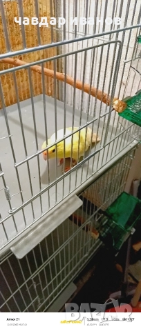 мъжки какарики кремино , снимка 3 - Папагали - 52642688