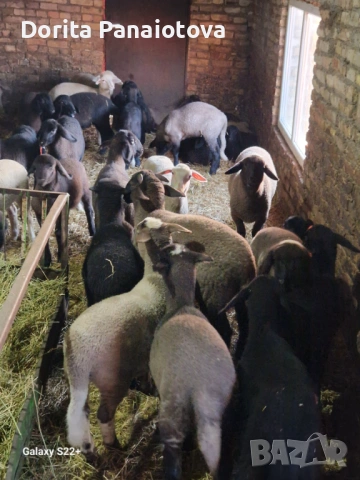 Продавам агнета, снимка 2 - Овце - 53732061