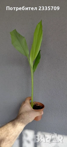 Куркума - за подправка, снимка 2 - Стайни растения - 53837994