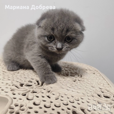 Шотландско клепоухо коте, снимка 3 - Британска късокосместа - 52631744