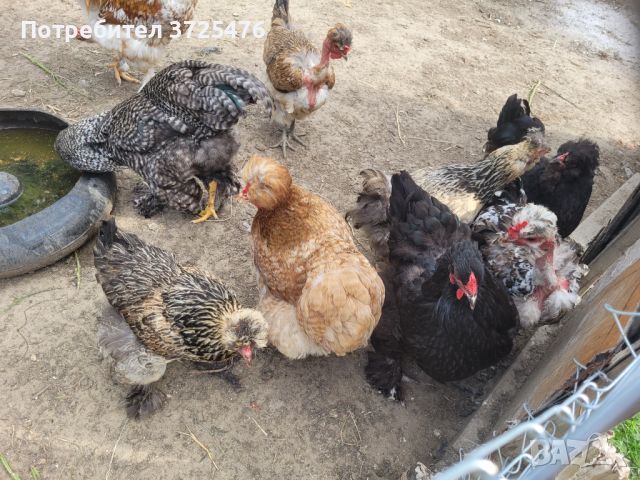 Кокошки , снимка 2 - Кокошки и пуйки - 46413707
