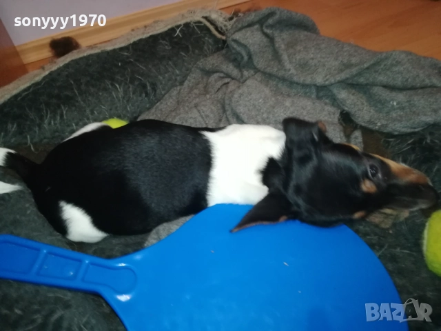 бебе ДЖАК РЪСЕЛ ТЕРИЕР 2111251016, снимка 10 - Джак ръсел териер - 52488853