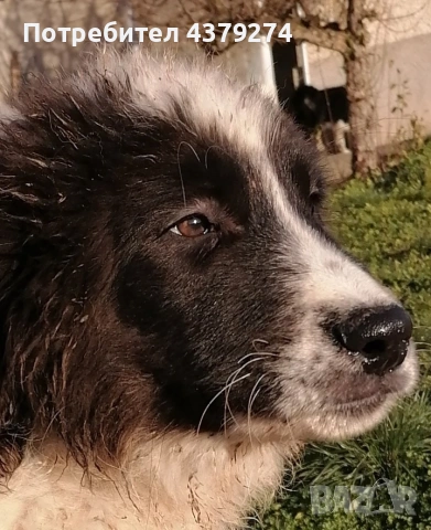 чистопородни овчарски кученца 