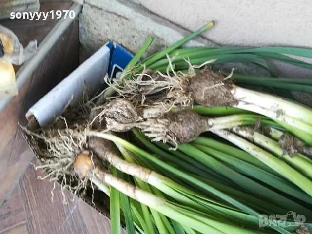 НАРЦИСИ-25ЛВ ЗА ЛОТ ОТ 25БР С ЛУКОВИЦИ 1104250533, снимка 12 - Градински цветя и растения - 49853468