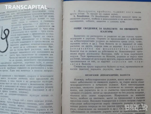 Болести и неприятели по овощните култури , снимка 4 - Други - 51338193