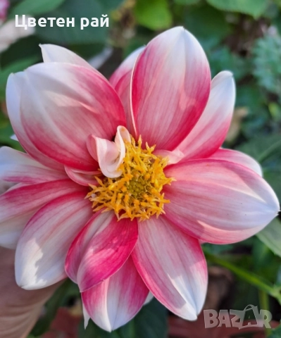 Грудки на няколко цвята далии , снимка 15 - Градински цветя и растения - 52506160