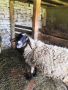Продавам черноглава Плевенска овца към 81килограма гледана със мерак за номер за връзка 088 518 9601, снимка 6