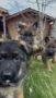 Чистокръвни Немски Овчарки, снимка 14
