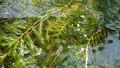 Къдрав ръждавец (Potamogeton crispus), снимка 1 - Градински цветя и растения - 45843640