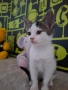 Мъжко котенце на 2,5месеца, снимка 7