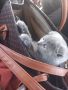Шотландски клепоухи котета - бебета на 2 месеца, снимка 9