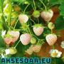 100 семена от плод бяла ягода органични плодови ягодови семена от вкусни ягоди отлични плодове с мно, снимка 6
