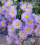 💜 МНОГОГОДИШНА АЛПИЙСКА АСТРА
 /Aster alpinus/ 💜, снимка 1 - Градински цветя и растения - 45580685