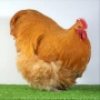 Продавам жълт Орпингтон., снимка 12