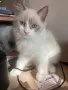 Регдол Ragdoll котета, снимка 14