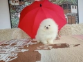 Бели мини Померани. Реални снимки от 04.04.26 г. , снимка 3