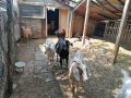 Продавам кози, снимка 1 - Кози - 45467492