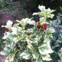  Дървовидна Ружа,Hibiscus syriacus, вариегатен, снимка 2
