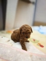 Той-teacup пудел , снимка 2