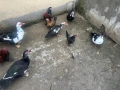 Неми патици и японски кокошки, снимка 2