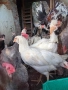 Продам пилета ,ярки млади петлета , снимка 7