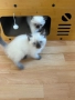 Породисто котенце, снимка 7