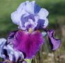 Перуника,ирис - различни цветове високи ароматни, снимка 7