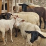 Агнета от месодайни породи и кръстоски със местни овце. , снимка 9