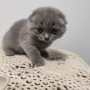 Шотландско клепоухо коте, снимка 3