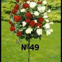 Продавам рози, снимка 9 - Градински цветя и растения - 45108981