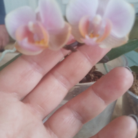 Орхидея , снимка 1 - Стайни растения - 44984750