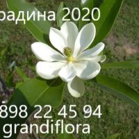 Магнолия - Magnolia НАЛИЧНИ 14 ВИДА Студоустoйчиви, снимка 9 - Градински цветя и растения - 33512293