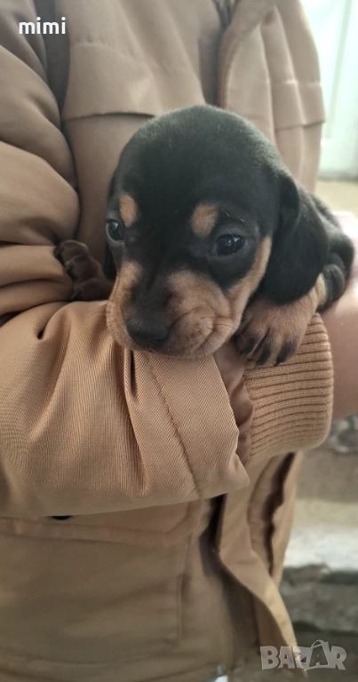 Дакелчета , снимка 1