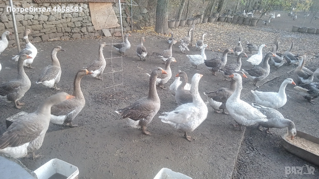 Продавам гъски и гъсета, снимка 1