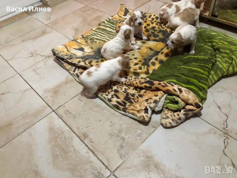 Бретон Шпаньол кучета, снимка 1