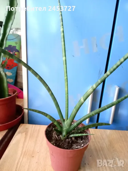 Sansevieria Cylindrica - 5 лв, снимка 1