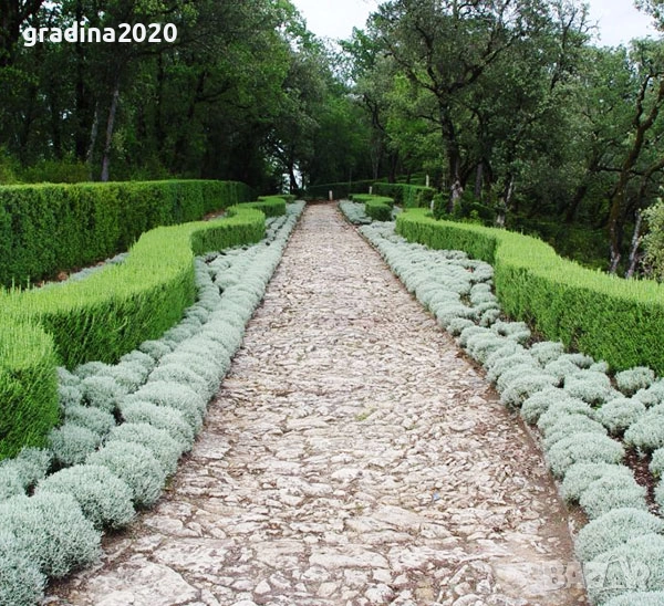 Сантолина Сребриста  , снимка 1