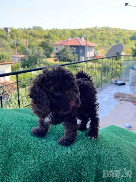 мини пудели, снимка 1