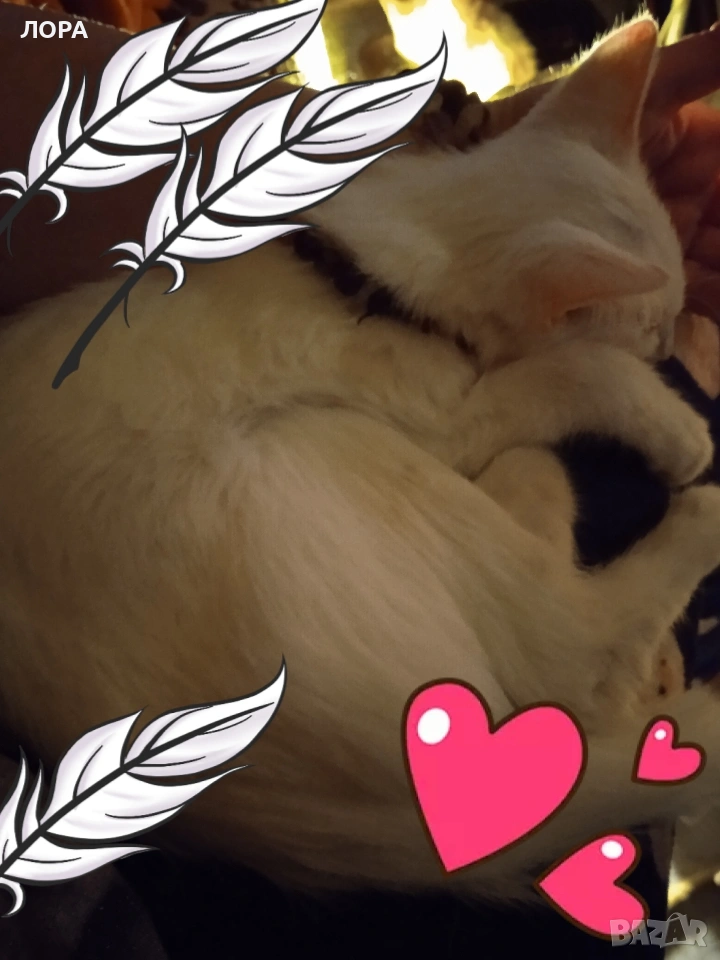 търся чисто бяло коте ,котка, снимка 1