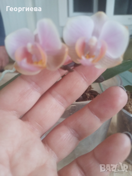 Орхидея , снимка 1