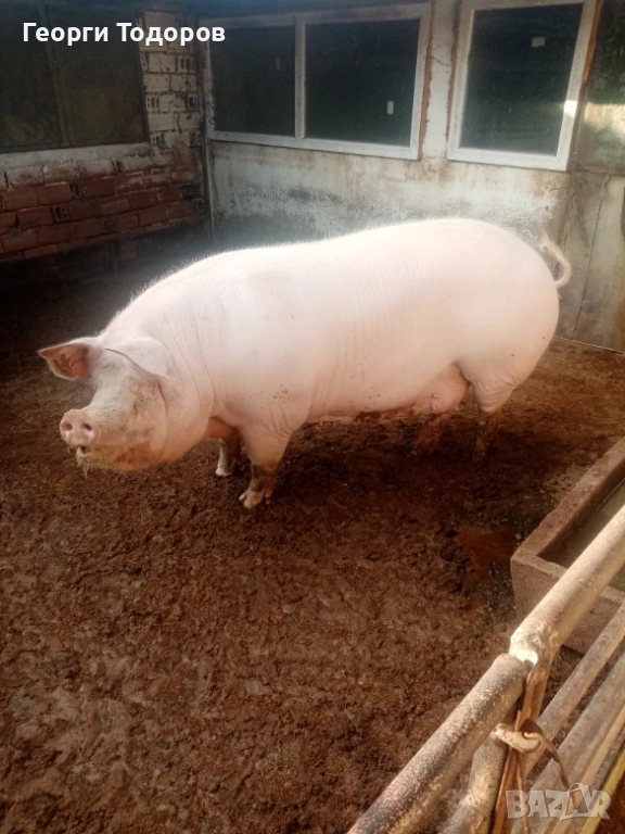 Свиня майка, снимка 1